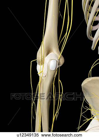 Stock Photography - Human nervous system, computer illustration.. Fotosearch