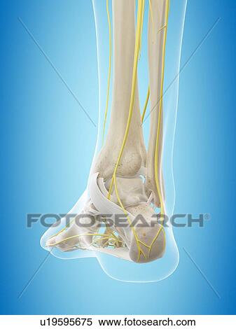 Human nervous system, computer illustration. View Large Photo Image Stock Photography - Human nervous system, computer illustration.. Fotosearch