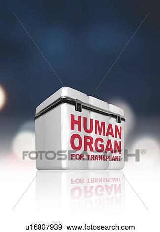 Stock Photo - Human organs in box, illustration.. Fotosearch
