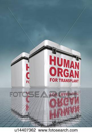 Stock Image - Human organs in boxes, illustration.. Fotosearch