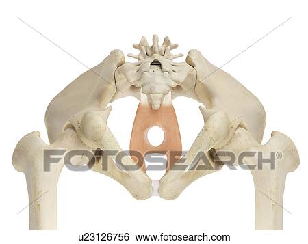 Stock Photograph - Human pelvis anatomy, computer illustration.. Fotosearch