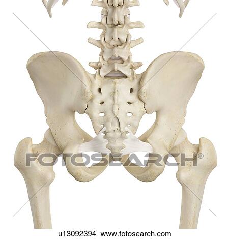 Picture - Human pelvis bones, computer illustration.. Fotosearch