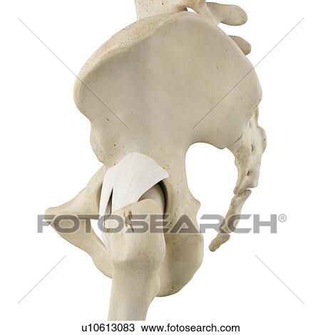 Stock Image - Human pelvis bones, computer illustration.. Fotosearch
