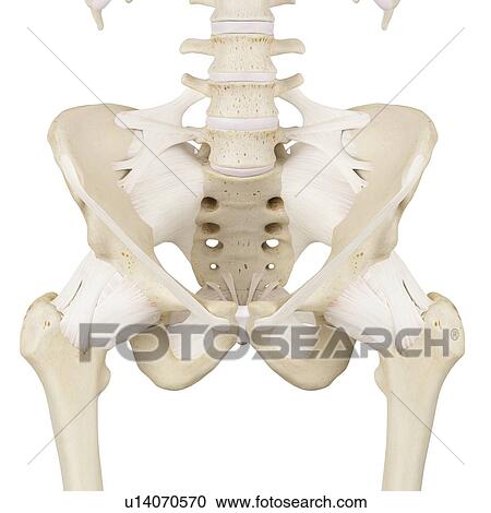 Stock Image - Human pelvis bones, computer illustration.. Fotosearch