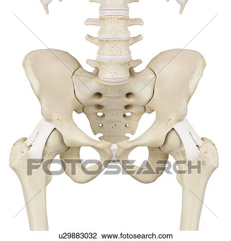 Stock Image - Human pelvis bones, computer illustration.. Fotosearch