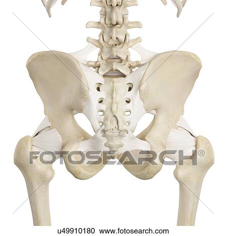 Human pelvis bones, computer illustration. View Large Photo Image Stock Image - Human pelvis bones, computer illustration.. Fotosearch