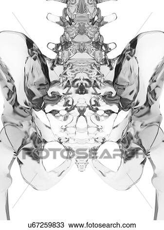 Human pelvis bones, computer illustration. View Large Photo Image Stock Image - Human pelvis bones, computer illustration.. Fotosearch
