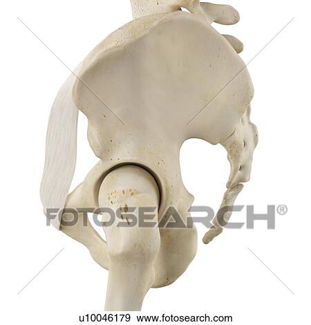 Stock Photo - Human pelvis bones, computer illustration.. Fotosearch