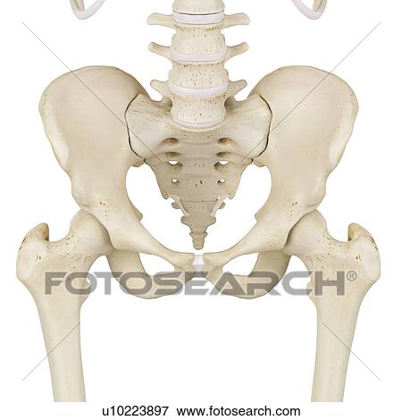 Human pelvis bones, computer illustration. View Large Photo Image Stock Photo - Human pelvis bones, computer illustration.. Fotosearch