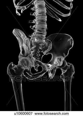 Human pelvis bones, computer illustration. View Large Photo Image Stock Photo - Human pelvis bones, computer illustration.. Fotosearch