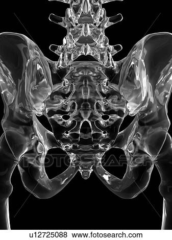 Stock Photo - Human pelvis bones, computer illustration.. Fotosearch