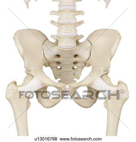 Human pelvis bones, computer illustration. View Large Photo Image Stock Photo - Human pelvis bones, computer illustration.. Fotosearch