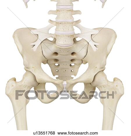 Stock Photo - Human pelvis bones, computer illustration.. Fotosearch