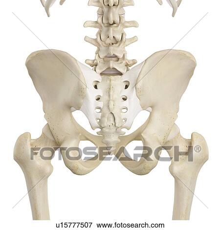 Human pelvis bones, computer illustration. View Large Photo Image Stock Photo - Human pelvis bones, computer illustration.. Fotosearch