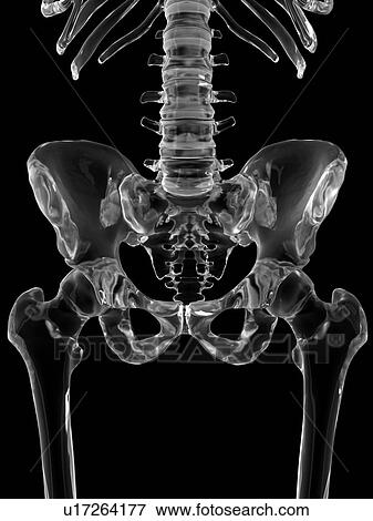 Human pelvis bones, computer illustration. View Large Photo Image Stock Photo - Human pelvis bones, computer illustration.. Fotosearch