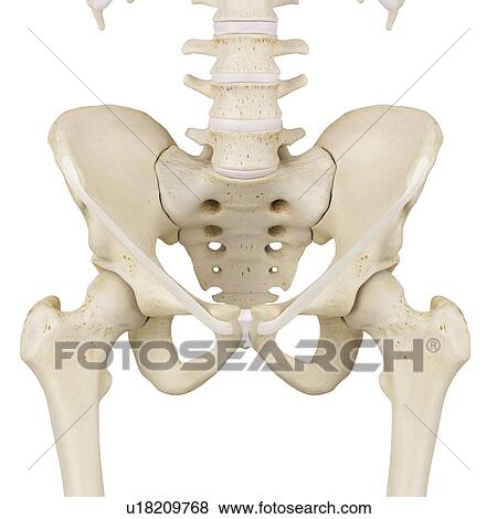Human pelvis bones, computer illustration. View Large Photo Image Stock Photo - Human pelvis bones, computer illustration.. Fotosearch