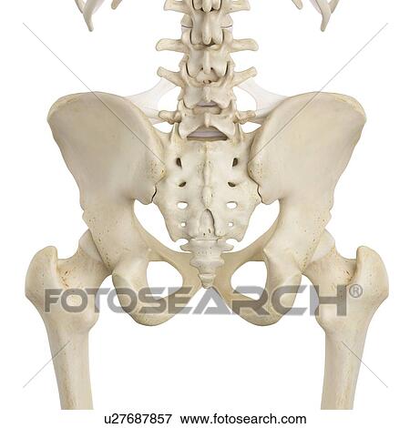 Human pelvis bones, computer illustration. View Large Photo Image Stock Photo - Human pelvis bones, computer illustration.. Fotosearch