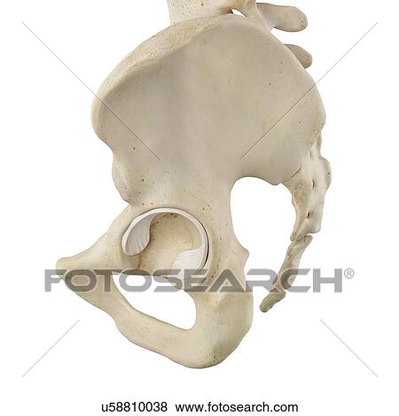 Stock Photo - Human pelvis bones, computer illustration.. Fotosearch