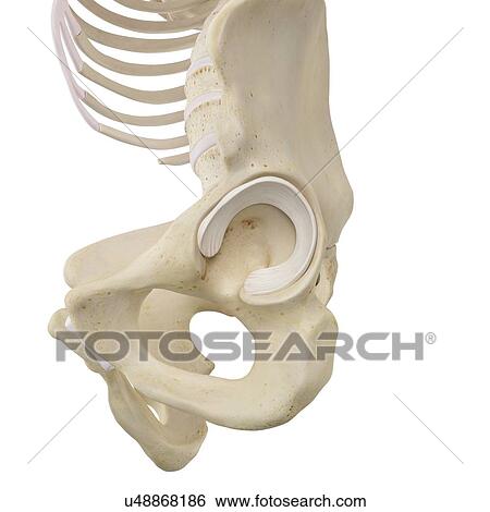 Human pelvis bones, computer illustration. View Large Photo Image Stock Photograph - Human pelvis bones, computer illustration.. Fotosearch