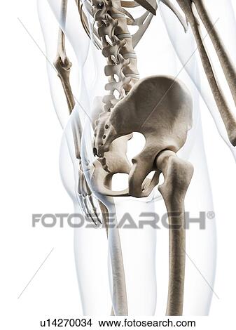 Picture - Human pelvis, computer artwork.. Fotosearch