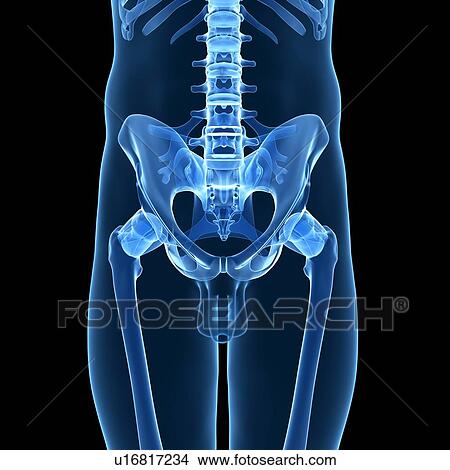 Picture - Human pelvis, computer artwork.. Fotosearch