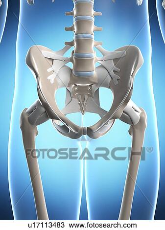 Stock Image - Human pelvis, computer artwork.. Fotosearch