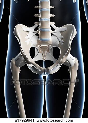 Human pelvis, computer artwork. View Large Photo Image Stock Image - Human pelvis, computer artwork.. Fotosearch