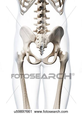 Human pelvis, computer artwork. View Large Photo Image Stock Image - Human pelvis, computer artwork.. Fotosearch