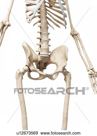 Stock Photo - Human pelvis, computer artwork.. Fotosearch