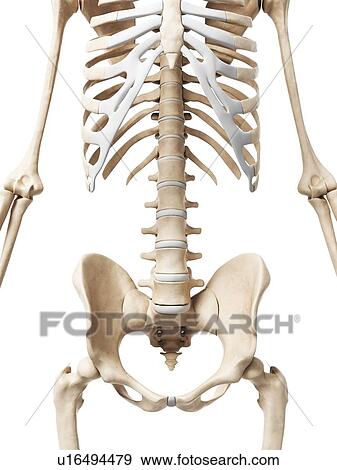 Stock Photo - Human pelvis, computer artwork.. Fotosearch