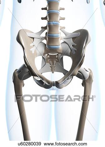 Stock Photo - Human pelvis, computer artwork.. Fotosearch