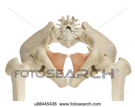 Stock Photograph - Human pelvis, computer illustration.. Fotosearch