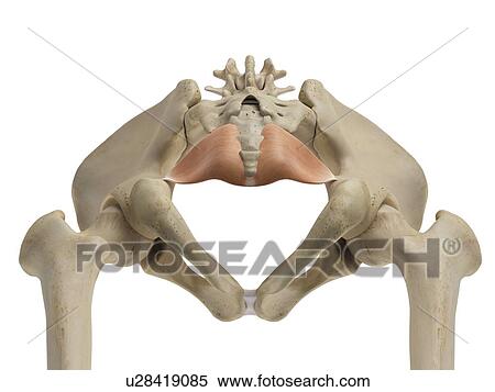 Stock Photography - Human pelvis, computer illustration.. Fotosearch
