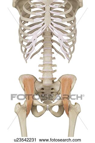 Human pelvis muscles, computer illustration. View Large Photo Image Stock Image - Human pelvis muscles, computer illustration.. Fotosearch