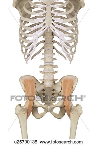 Stock Photography - Human pelvis muscles, computer illustration.. Fotosearch
