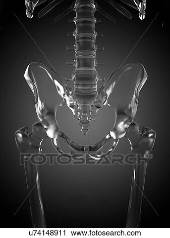 Stock Image - Human pelvis rendered in glass, computer artwork.. Fotosearch