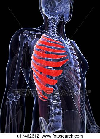 Stock Image - Human rib muscles, computer artwork.. Fotosearch