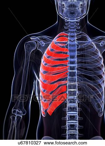 Human rib muscles, computer artwork. View Large Photo Image Stock Photo - Human rib muscles, computer artwork.. Fotosearch