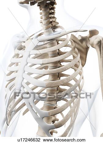 Human ribcage, computer artwork. View Large Photo Image Stock Image - Human ribcage, computer artwork.. Fotosearch