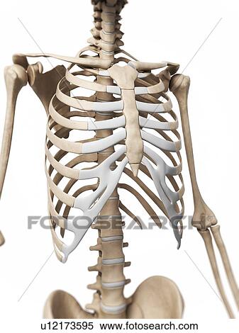 Human ribcage, computer artwork. View Large Photo Image Stock Photography - Human ribcage, computer artwork.. Fotosearch