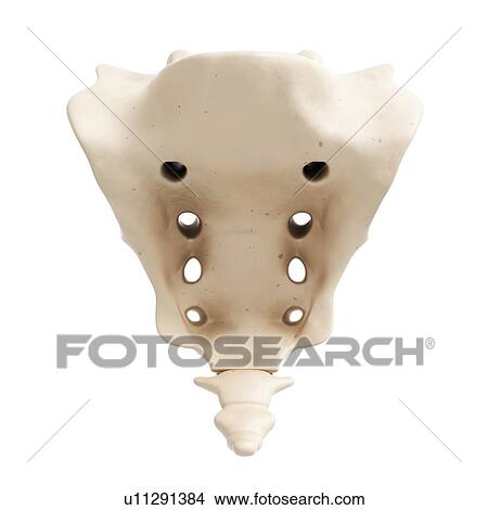 Picture - Human sacrum, computer artwork.. Fotosearch