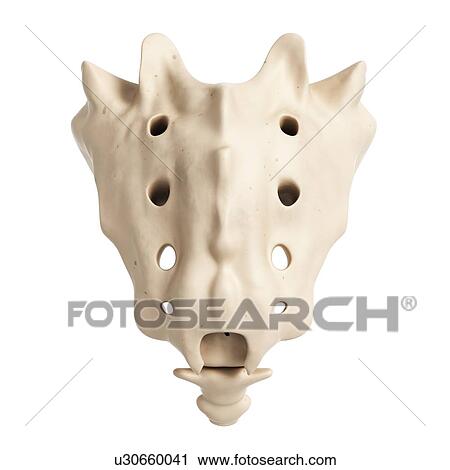 Stock Image - Human sacrum, computer artwork.. Fotosearch