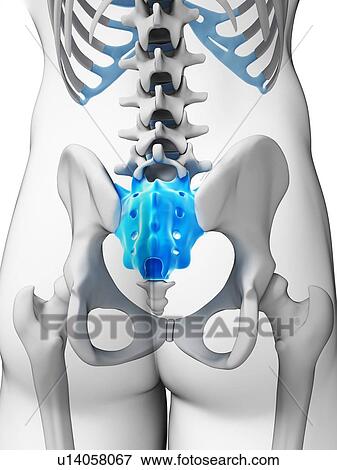 Stock Photo - Human sacrum, computer artwork.. Fotosearch