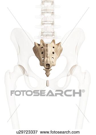 Human sacrum, computer artwork. View Large Photo Image Stock Photo - Human sacrum, computer artwork.. Fotosearch