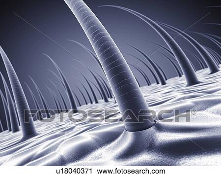 Human scalp, illustration. View Large Photo Image Stock Image - Human scalp, illustration.. Fotosearch