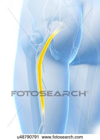 Stock Image - Human sciatic nerve, computer artwork.. Fotosearch