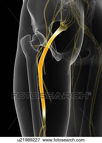 Human sciatic nerve, computer artwork. View Large Photo Image Stock Photo - Human sciatic nerve, computer artwork.. Fotosearch