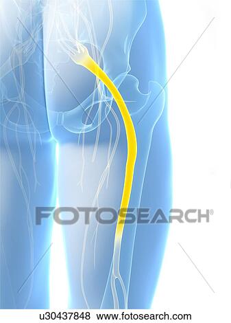 Human sciatic nerve, computer artwork. View Large Photo Image Stock Photo - Human sciatic nerve, computer artwork.. Fotosearch
