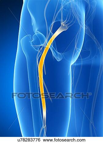 Human sciatic nerve, computer artwork. View Large Photo Image Stock Photograph - Human sciatic nerve, computer artwork.. Fotosearch