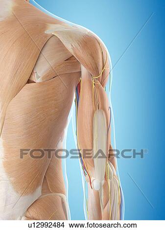 Human shoulder anatomy, computer illustration. View Large Photo Image Picture - Human shoulder anatomy, computer illustration.. Fotosearch